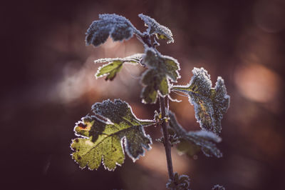 macro photography