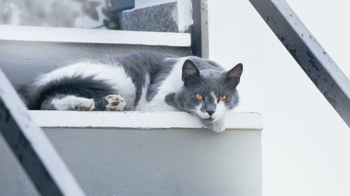 Portrait of cat lying down on railing