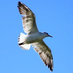 Low angle view of seagull flying against blue sky
