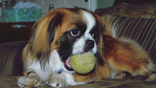 Close-up portrait of dog