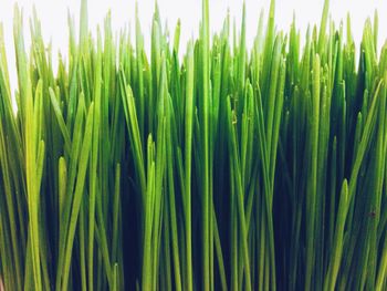 Full frame shot of green plants