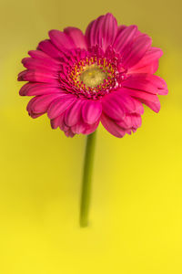 Close-up of pink flower