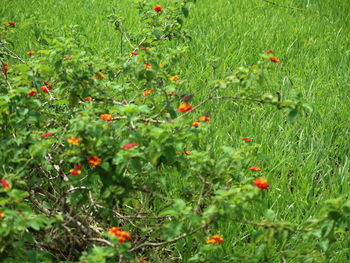 Red poppy flowers growing in field