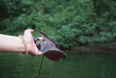 Close-up of hand holding leaf over lake