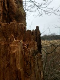 Close-up of tree trunk against sky