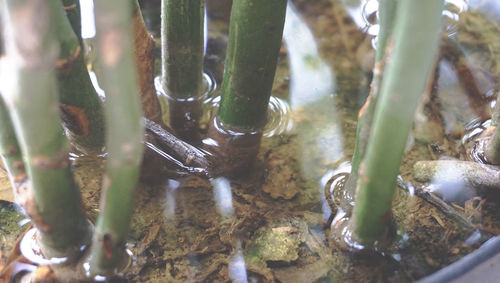 Close-up of plants growing on tree trunk