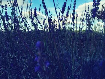 Plants growing on field against blue sky