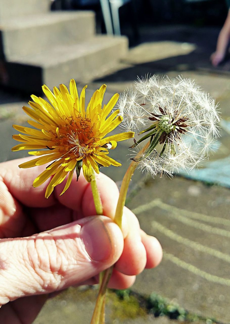 CLOSE-UP OF HAND HOLDING FLOWERS