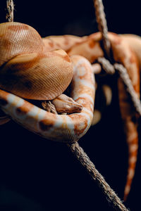 Close-up of lizard on rope