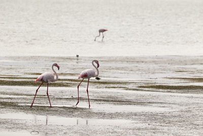 Three flamingos in the lagoon of langebaan