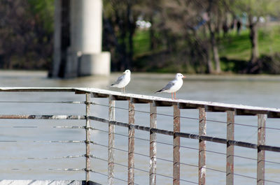 Seagull perching on railing