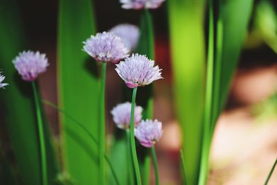 Close-up of flowers blooming outdoors