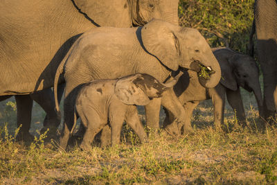 Elephants walking on field during sunny day