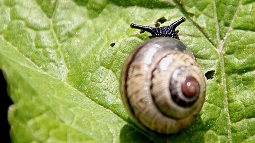 Close-up of snail on leaf