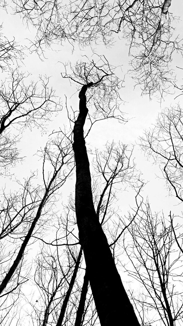 branch, low angle view, bare tree, tree, tree trunk, sky, nature, tranquility, outdoors, no people, beauty in nature, day, growth, scenics