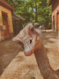 Close-up of a bird