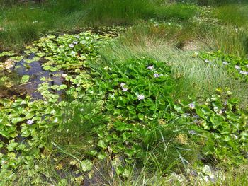 Scenic view of lake amidst plants on field