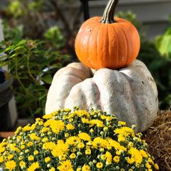 Close-up of pumpkins on field