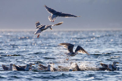 Seagulls flying over sea against sky