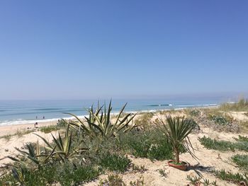 Scenic view of beach against clear blue sky