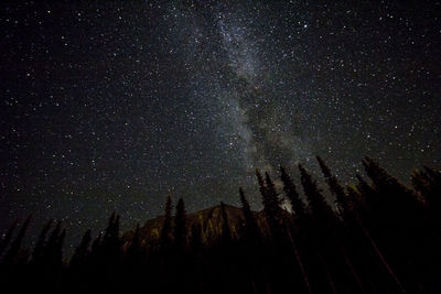 Low angle view of trees against star field at night