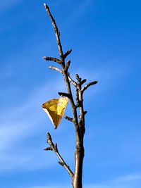 Low angle view of plant against bare tree against blue sky