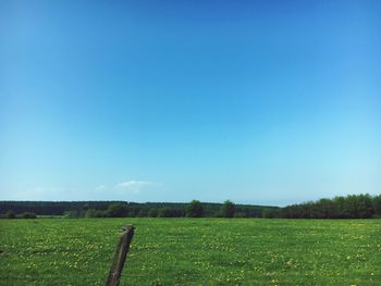 Scenic view of field against clear blue sky