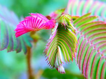 Close-up of flowering plant