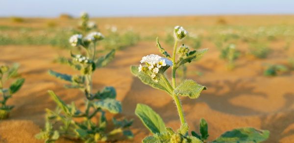 Close-up of flower growing in field