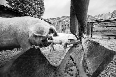 View of a pig on wood