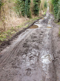 Dirt road amidst trees in forest