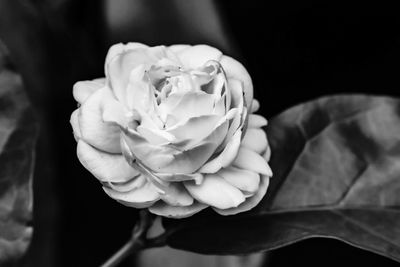 Close-up of rose blooming against black background