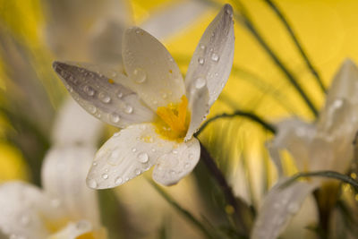 Close-up of wet yellow flower