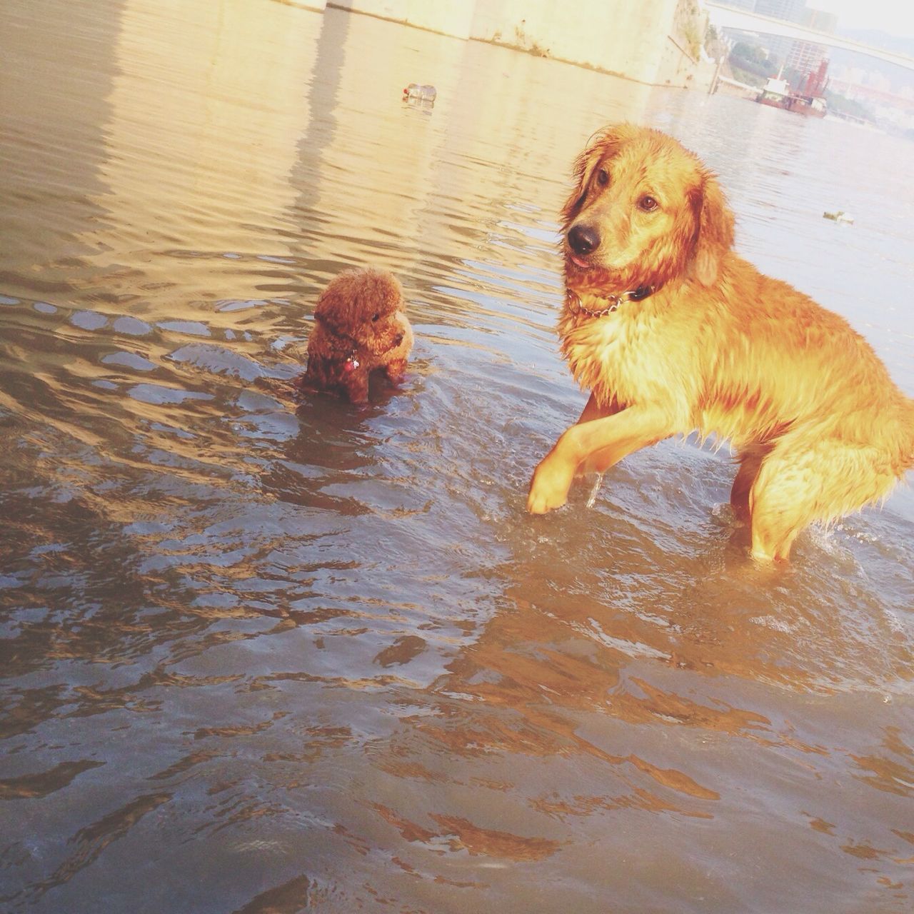 animal themes, one animal, domestic animals, pets, mammal, dog, water, full length, wet, sitting, high angle view, day, outdoors, two animals, relaxation, brown, sunlight, zoology, side view, no people