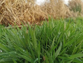 Close-up of grass growing in field