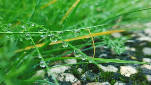 Close-up of water drops on grass