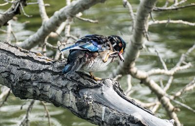 Close-up of a bird perching on branch