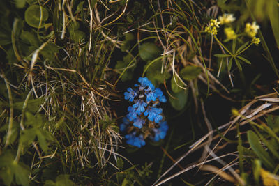 Close-up high angle view of blue flowers