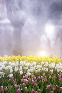 Close-up of flowering plants on field