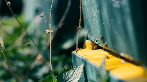 Close-up of yellow leaf on plant