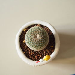 High angle view of potted plant on table