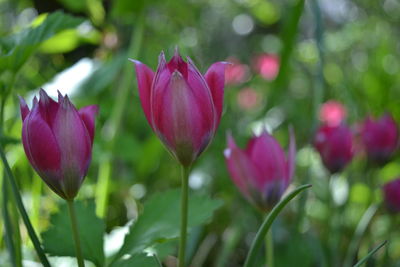 Close-up of pink tulips