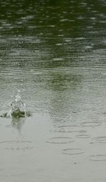 View of birds swimming in lake