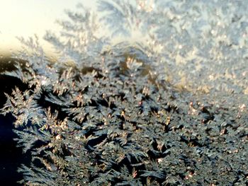 Close-up of frozen water