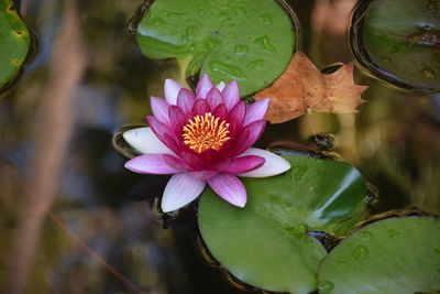 Close-up of lotus water lily in lake