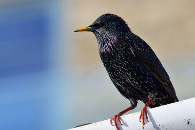 Close-up of a starling perching on a gutter 