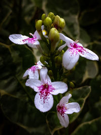 Close-up of pink flowers