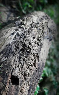 Close-up of tree trunk on field