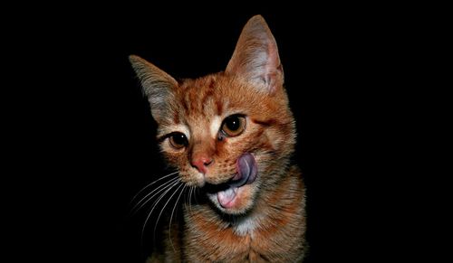 Close-up of brown cat against black background