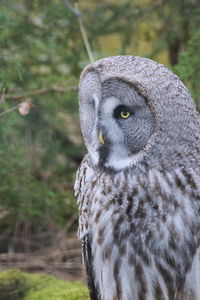 Close-up of owl